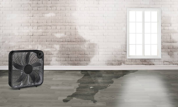 Best Water damage repair service  in Rock Island, WA